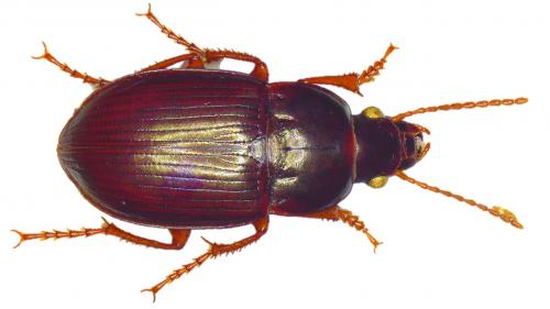 Amara fusca